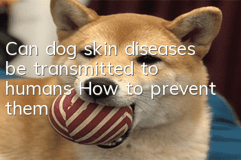 Can dog skin diseases be transmitted to humans? How to prevent them?