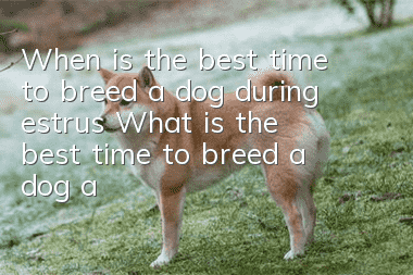 When is the best time to breed a dog during estrus? What is the best time to breed a dog after estrus?