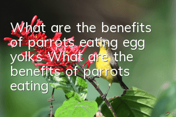 What are the benefits of parrots eating egg yolks? What are the benefits of parrots eating egg yolks?