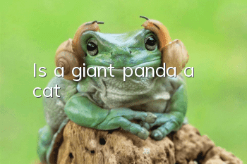 Is a giant panda a cat?