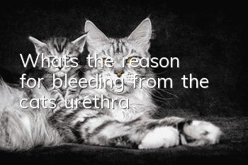 What's the reason for bleeding from the cat's urethra?