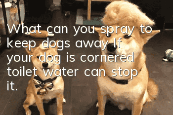 What can you spray to keep dogs away? If your dog is cornered, toilet water can stop it.