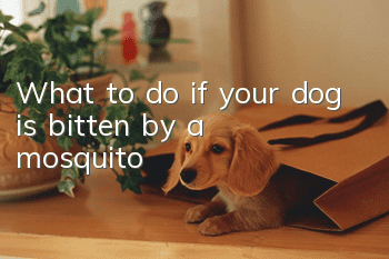 What to do if your dog is bitten by a mosquito