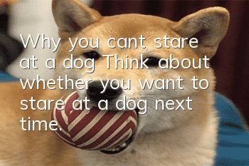 Why you can’t stare at a dog? Think about whether you want to stare at a dog next time.