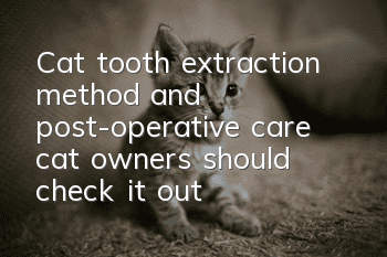 Cat tooth extraction method and post-operative care, cat owners should check it out!