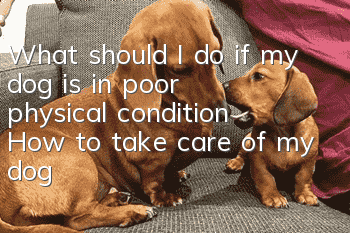 What should I do if my dog ​​is in poor physical condition? How to take care of my dog’s body?