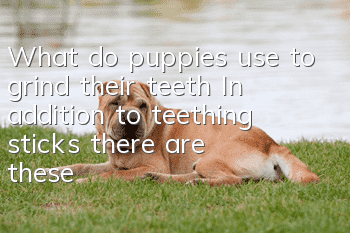 What do puppies use to grind their teeth? In addition to teething sticks, there are these options