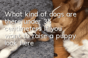 What kind of dogs are there under 35 centimeters? If you want to raise a puppy, look here!