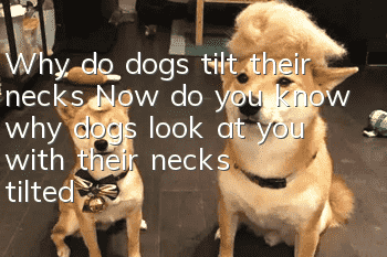 Why do dogs tilt their necks? Now do you know why dogs look at you with their necks tilted?