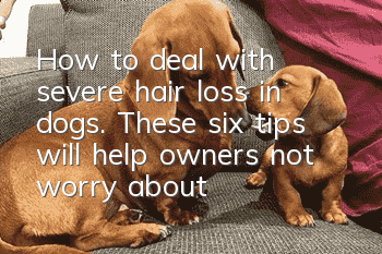 How to deal with severe hair loss in dogs. These six tips will help owners not worry about hair loss.