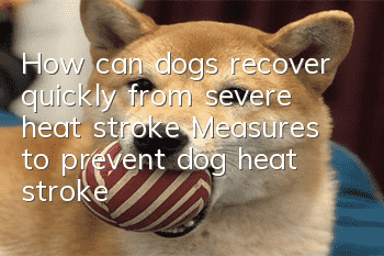 How can dogs recover quickly from severe heat stroke? Measures to prevent dog heat stroke