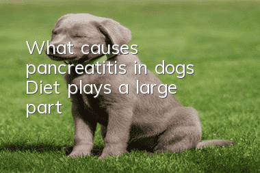 What causes pancreatitis in dogs? Diet plays a large part!