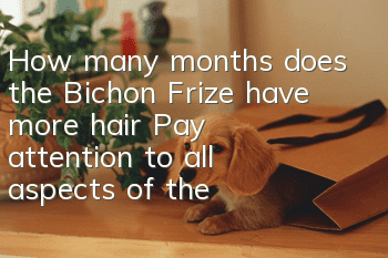 How many months does the Bichon Frize have more hair? Pay attention to all aspects of the time when the hair volume increases!