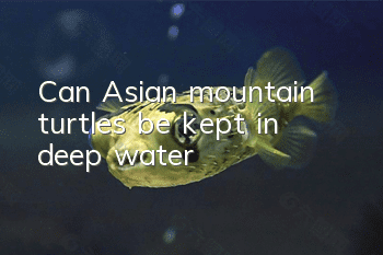 Can Asian mountain turtles be kept in deep water?