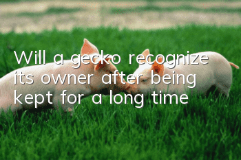 Will a gecko recognize its owner after being kept for a long time?