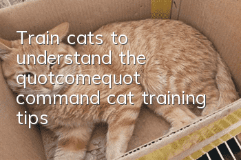 Train cats to understand the "come" command, cat training tips!