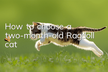 How to choose a two-month-old Ragdoll cat?