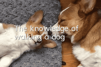 The knowledge of walking a dog