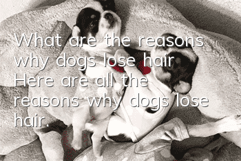 What are the reasons why dogs lose hair? Here are all the reasons why dogs lose hair.