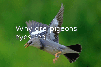 Why are pigeons’ eyes red?