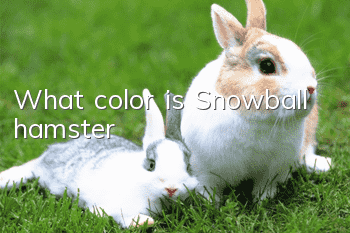 What color is Snowball hamster?