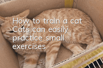 How to train a cat? Cats can easily practice small exercises!