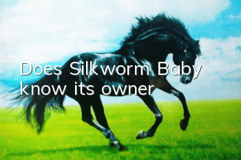 Does Silkworm Baby know its owner?