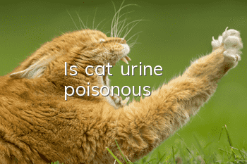 Is cat urine poisonous?