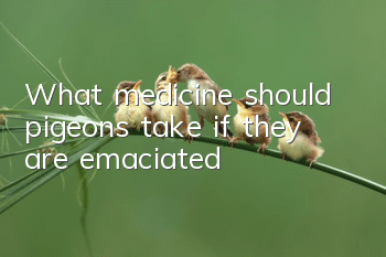 What medicine should pigeons take if they are emaciated?