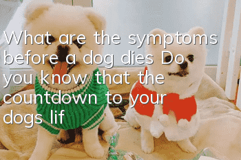 What are the symptoms before a dog dies? Do you know that the countdown to your dog’s life is beginning?