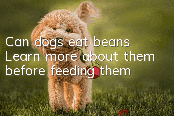 Can dogs eat beans? Learn more about them before feeding them!