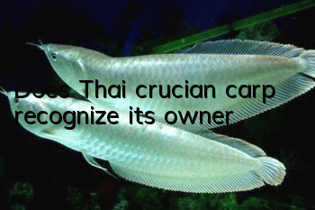 Does Thai crucian carp recognize its owner?