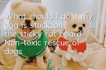 What should I do if my dog ​​is stuck on the sticky rat board? Non-toxic rescue of dogs stuck on the sticky rat board