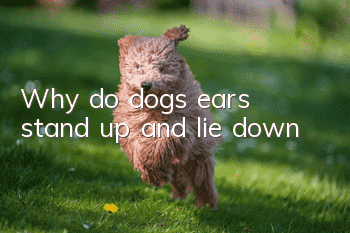 Why do dogs’ ears stand up and lie down?