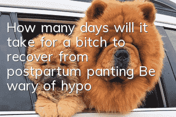 How many days will it take for a bitch to recover from postpartum panting? Be wary of hypocalcemia!