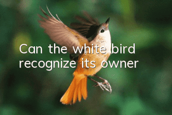 Can the white bird recognize its owner?