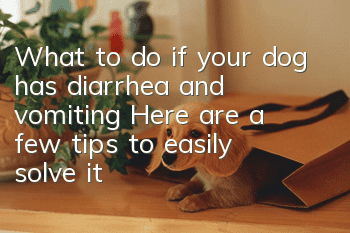 What to do if your dog has diarrhea and vomiting? Here are a few tips to easily solve it?