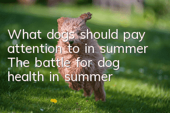 What dogs should pay attention to in summer The battle for dog health in summer