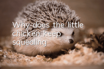 Why does the little chicken keep squealing?