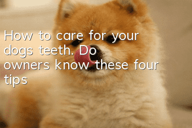 How to care for your dog’s teeth. Do owners know these four tips?