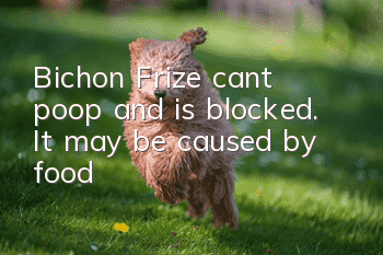 Bichon Frize can’t poop and is blocked. It may be caused by food!