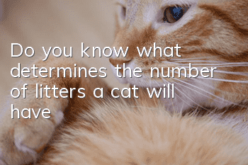 Do you know what determines the number of litters a cat will have?