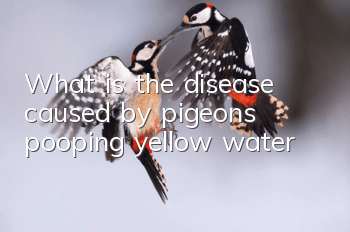 What is the disease caused by pigeons pooping yellow water?