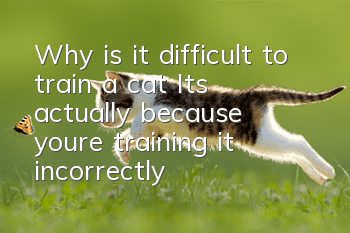 Why is it difficult to train a cat? It’s actually because you’re training it incorrectly!