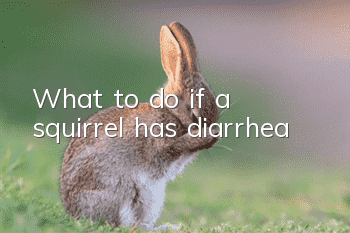 What to do if a squirrel has diarrhea