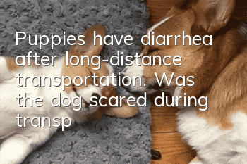 Puppies have diarrhea after long-distance transportation. Was the dog scared during transportation?