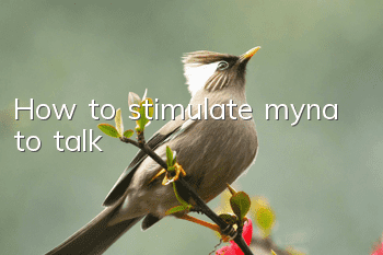 How to stimulate myna to talk