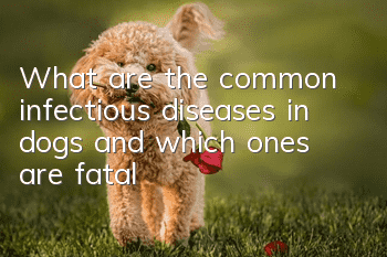 What are the common infectious diseases in dogs and which ones are fatal?