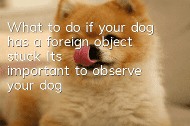 What to do if your dog has a foreign object stuck? It’s important to observe your dog