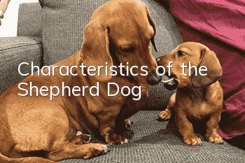 Characteristics of the Shepherd Dog